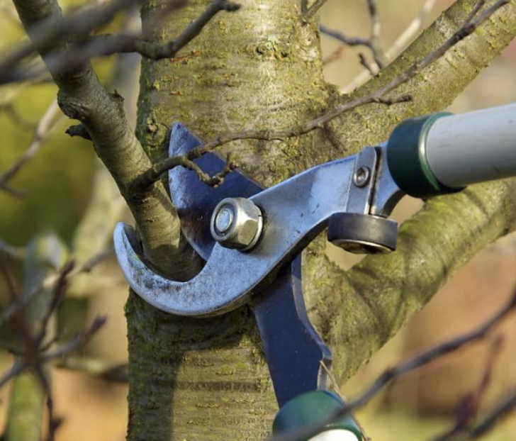 Élagage Royale - Versailles panorama